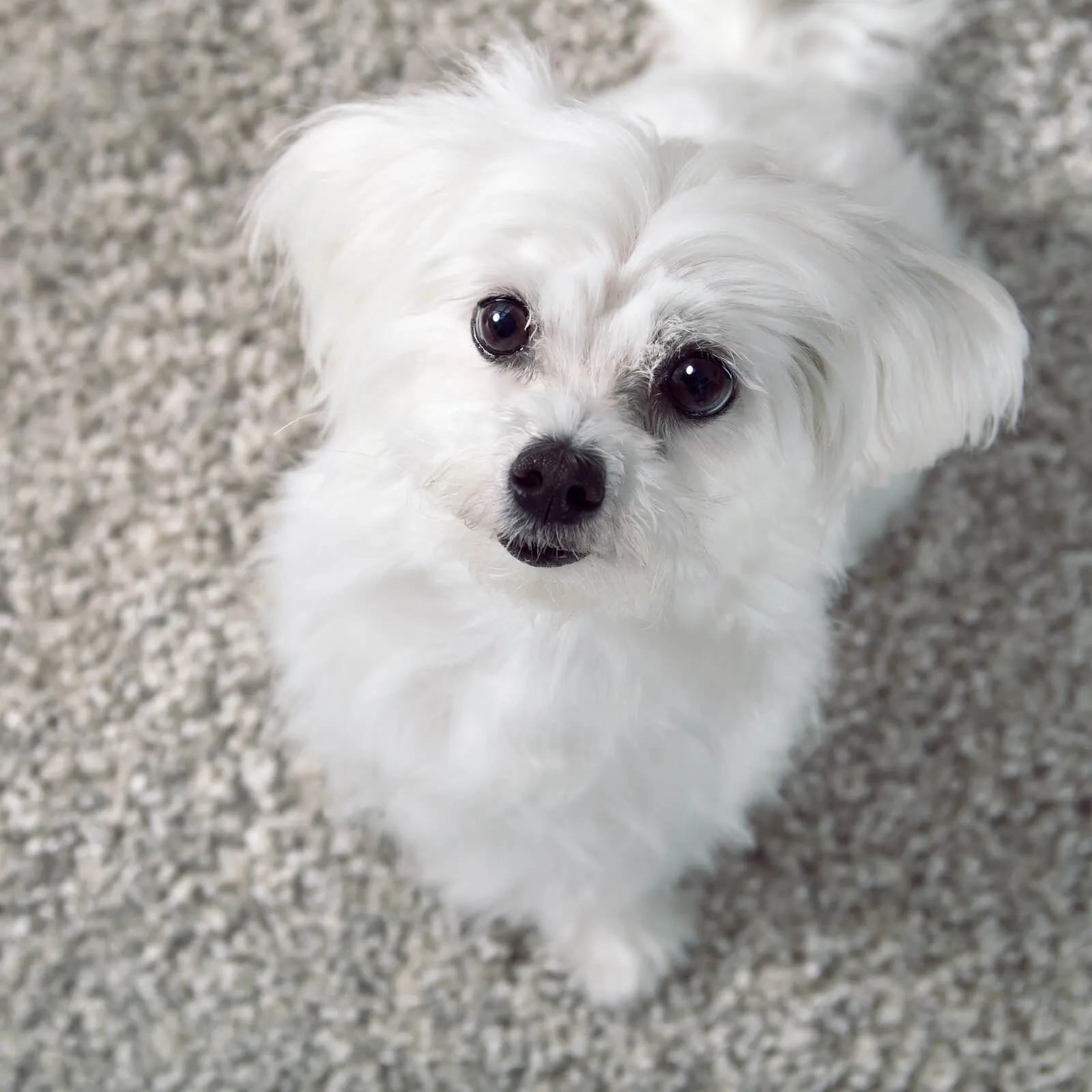 Pet perfect Carpet | Lake Forest Flooring